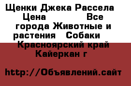 Щенки Джека Рассела › Цена ­ 10 000 - Все города Животные и растения » Собаки   . Красноярский край,Кайеркан г.